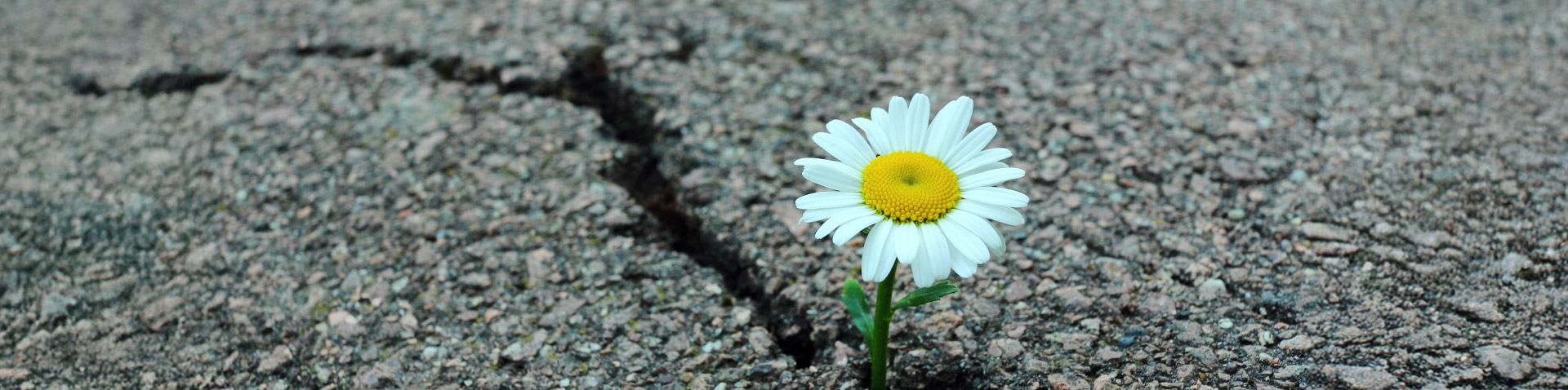 Titel "Zuversicht" - Bild mit einer Blume, die aus einem Riss im Teerboden wächst